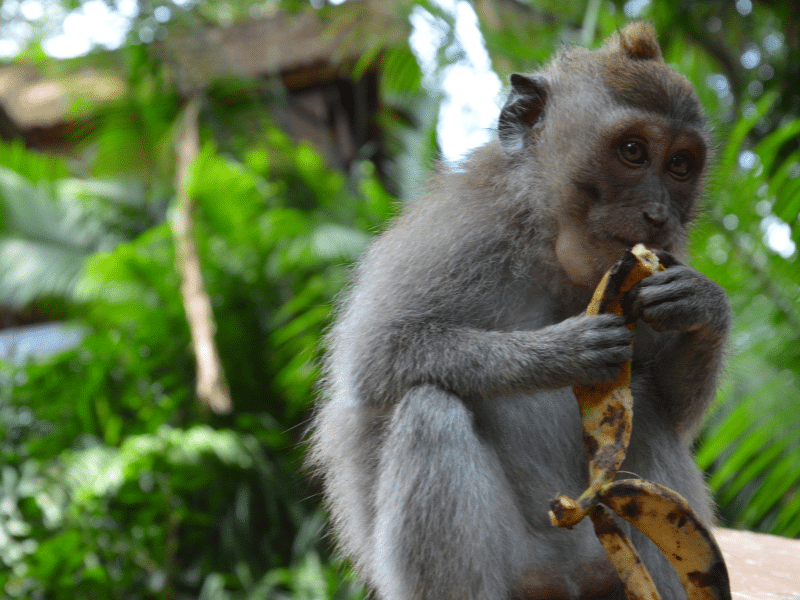a monkey eating a banana